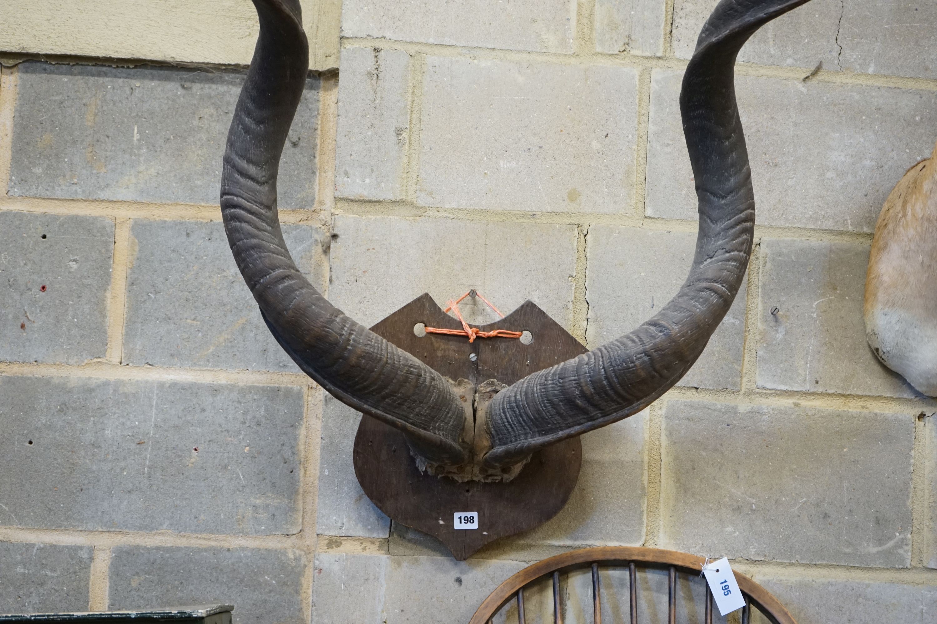 Taxidermy: Shield mounted Kudu horns, approximately 97 cm across